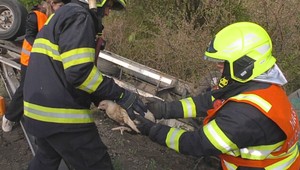 Kamión s tisíckami kusov hydiny sa prevrátil pri Topoľovke. Boxy rozmetalo po okolí