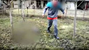 ŠOKUJÚCE VIDEO: Chlapec ťahal mačku na vôdzke, potom ju zavesil na strom