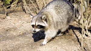 Medvedík čistotný na Slovensku? Ľubica ho našla vo dvore