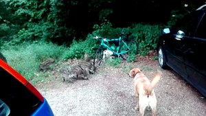 VIDEO: Diviaky prišli o mamu, v bratislavských Krasňanoch chodia medzi ľudí