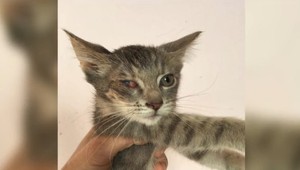 Dôchodkyňa žila v byte s viac ako 20 mačkami. Zvieratá mali byť v zúboženom stave