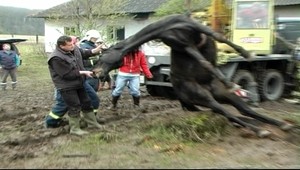 Ďalšia nehoda spôsobená opilcom. Ten sa vrútil do križovatky na koni!