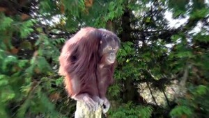 Najdôležitejší transport v histórii Zoo. Kiran opúšťa Bojnice