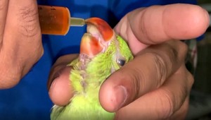 Ľudia umierajú, vtáky padajú z oblohy. Teploty v južnej Ázii sa blížia k 50 stupňom Celzia