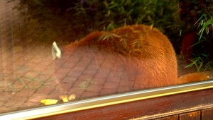 Hľadá sa panda červená, ktorá si urobila výlet do mesta