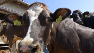 Likvidácia chovov ohrozuje aj fungovanie obcí. Starostovia bijú na poplach