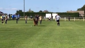 Zápas v Anglicku narušil vpád lamy