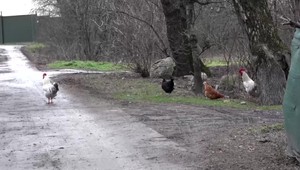 Na Slovensku potvrdili výskyt vtáčej chrípky. Zistili ju aj u voľne žijúceho vtáctva