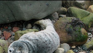 Na Bajkale hynú tulene, nemajú žiadne stopy po poranení