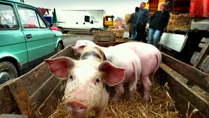 Zdražie aj bravčovina! Možno až o 20 percent...