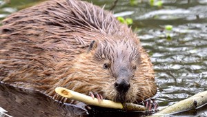 VIDEO: Silné dažde potrápili ďalšie okresy, valiaca sa voda zasiahla aj bobrie hrádze