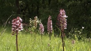 Zlodeji sa ulakomili na vzácne orchidey. Doma im ale neprežijú