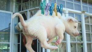 Tínedžer zavesil šteniatko na štipce! Vraj z nudy...