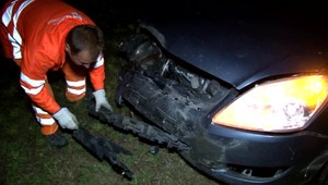 Nehoda na D1. Do cesty skočila diviačia rodina