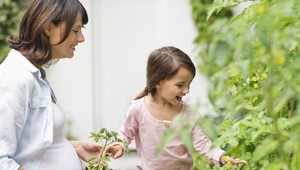V Bratislave sa rozmohli komunitné záhrady
