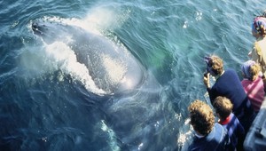 Japonci opäť vyrazili na lov veľrýb, vraj na vedecké účely