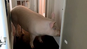 Kúpili si trpasličie prasa, vyrástol z neho obor s miliónom fanúšikov