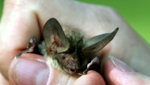 Nový vírus podobný Covidu, ktorý objavili v ruskom netopierovi, môže infikovať ľudí a vyhnúť sa očkovaniu, uvádza štúdia