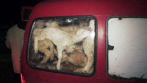 Do auta natlačili krutým spôsobom 72 živých jahniatok
