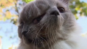 Frank a Luii je mačka dvoch tvárí. Doslova...