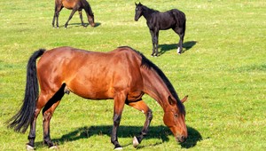 Vedci vynašli nové antibiotikum, pochádza z maštaľného hnoja