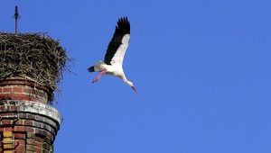 Hniezdo bocianov zasiahol blesk