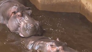 VIDEO: Do ZOO Bojnice zavítal hrochológ. Rozhoduje, kto sa s kým bude páriť