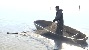 Vianočný kapor už nemusí byť samozrejmosťou. Chovatelia hovoria o najhoršom roku