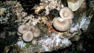 Oberanie hlivy ustricovej na Vianoce? Na východe normálne