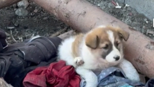 Deti dobili šteniatko a zahodili ho. Prípad otvoril vážny problém