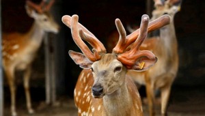 Vladimíra (59) dopichal daniel, má vážne zranenia