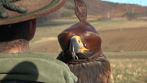 Poľovníci sa vrátili k tradícii: Namiesto pušiek využívajú orly a sokoly