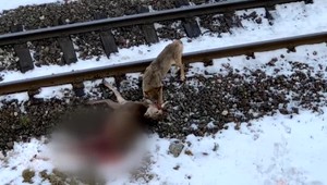 AUTENTICKÉ VIDEO: V obytnej zóne Vysokých Tatier zaútočil vlk, podľa ochranára je šelma vyhladovaná