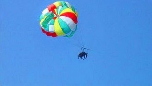 Lietajúci somárik svoje dobrodružstvo neprežil...