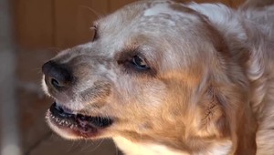 Pes pohryzol malé dieťa do tváre. Do nemocnice ho previezli vrtuľníkom