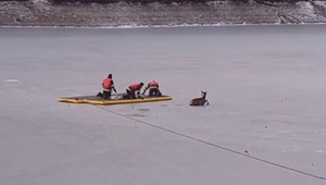 VIDEO: Záchranná akcia na vodnej nádrži. Jelenča uviazlo na zamrznutej hladine