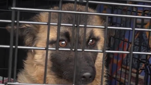 Otrasný prípad z osady. Maloletí chlapci predhodili bezbranné šteniatko rozzúreným psom