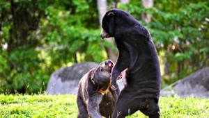 Reťaze, krv a smrť. Ľudia zarábajú na utrpení zvierat