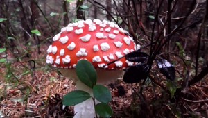 Prípady otráv hubami pribúdajú. Príznaky sa prejavia aj pár dní po požití