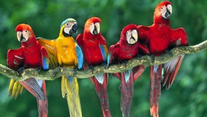 VIDEO. Tieto papagáje sú neskutočné prítulné, pozrite sa