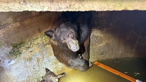 Hodiny bojovali, aby sa neutopili. Hasiči zachránili vyčerpanú medvedicu s mláďatami