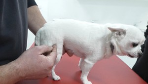 Psičkár hodil o zem čivavu. Pre vážne zranenia ju museli urgentne operovať