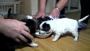 Rodine pribudlo 5 nových šteniatok, ktoré niekto vyhodil