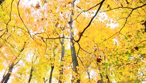 Na Slovensku máme pralesy a naozaj vzácne. Do najvyššieho stupňa ochrany pribudli ďalšie územia