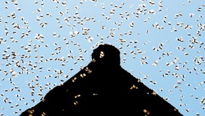 Besný roj včiel vyhnal z domu rodinu