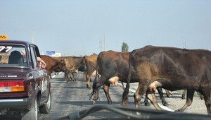 Zvieratá spôsobujú na cestách stovky nehôd