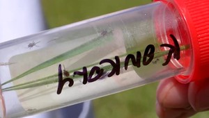 Teplé počasie láka do prírody: Pozor na komáre a kliešte