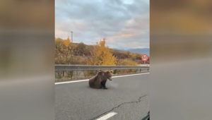 Zraneného medveďa museli utratiť. Šofér po zrážke nezastavil