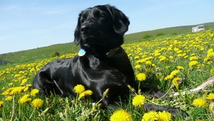 Nevideli ste Tarku? Vydesil ju Silvester...