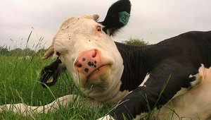 VIDEO: Nahý ruský turista sa pokúsil znásilniť kravu. Tá ho nabrala na rohy